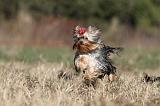 YORKSHIRE TERRIER 243